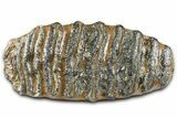 Fossil Southern Mammoth Upper M Molar - Hungary #370393-2